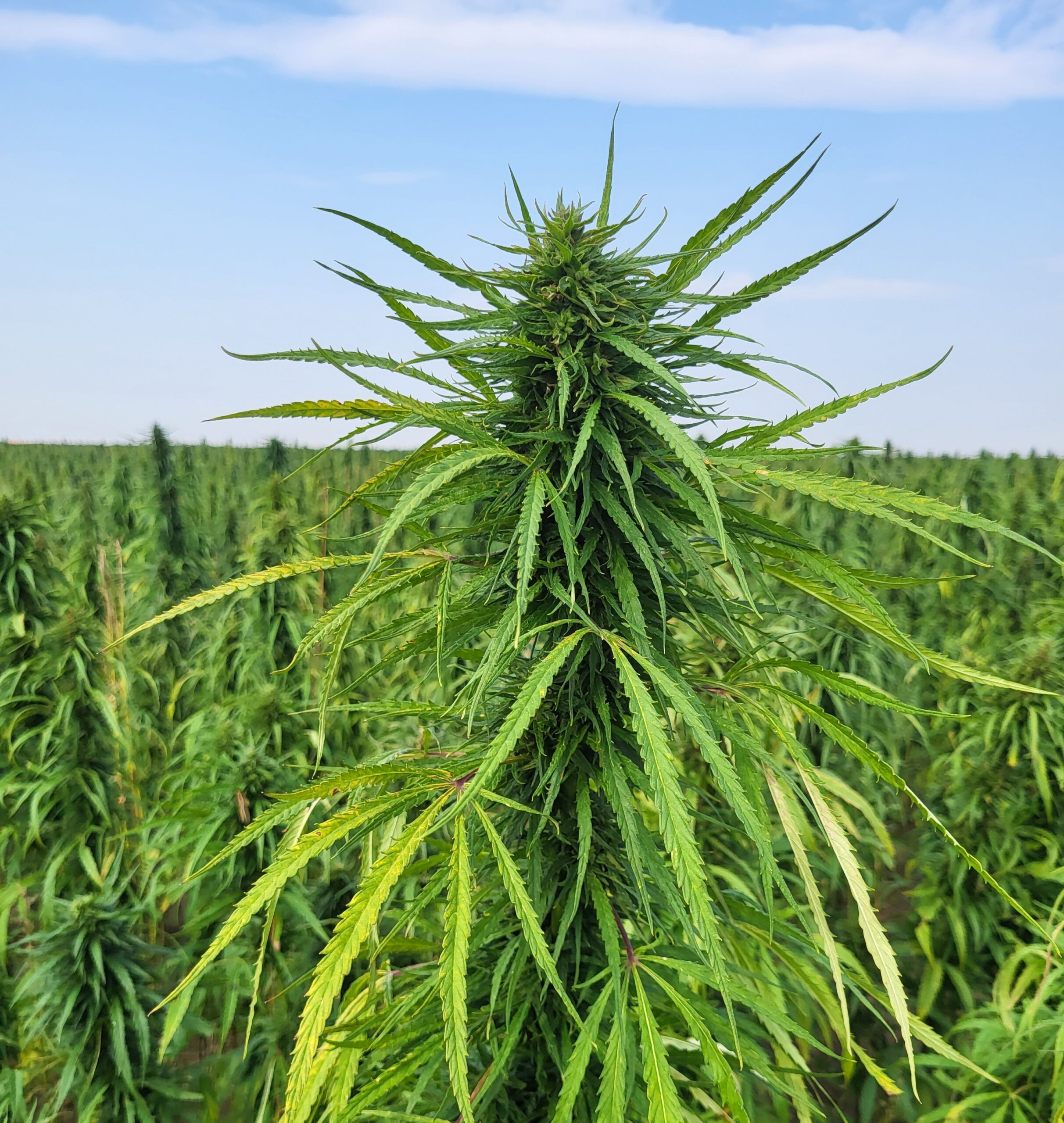 A HempAgra hemp crop in the field