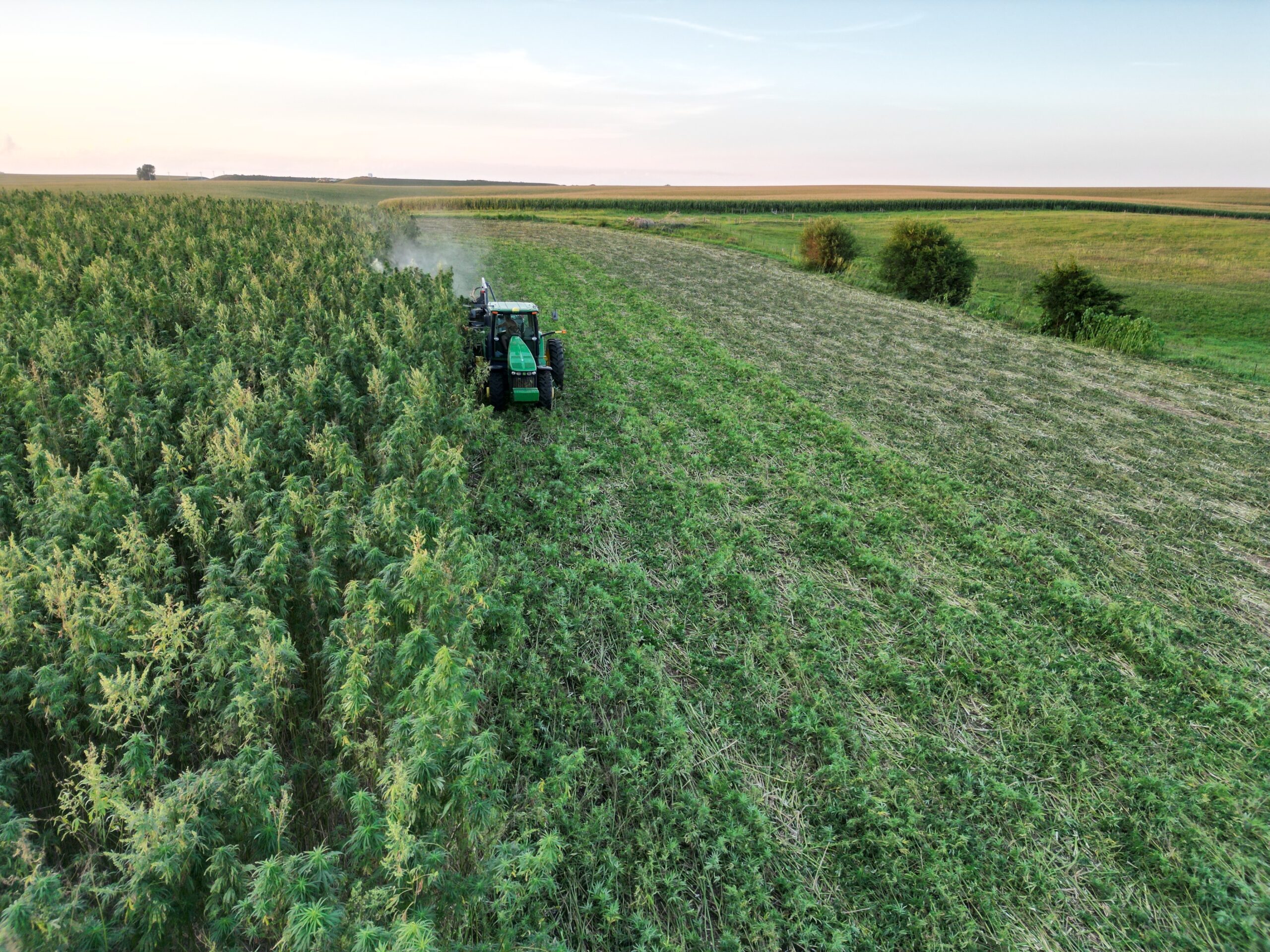 Drone view of a HempAgra hemp field