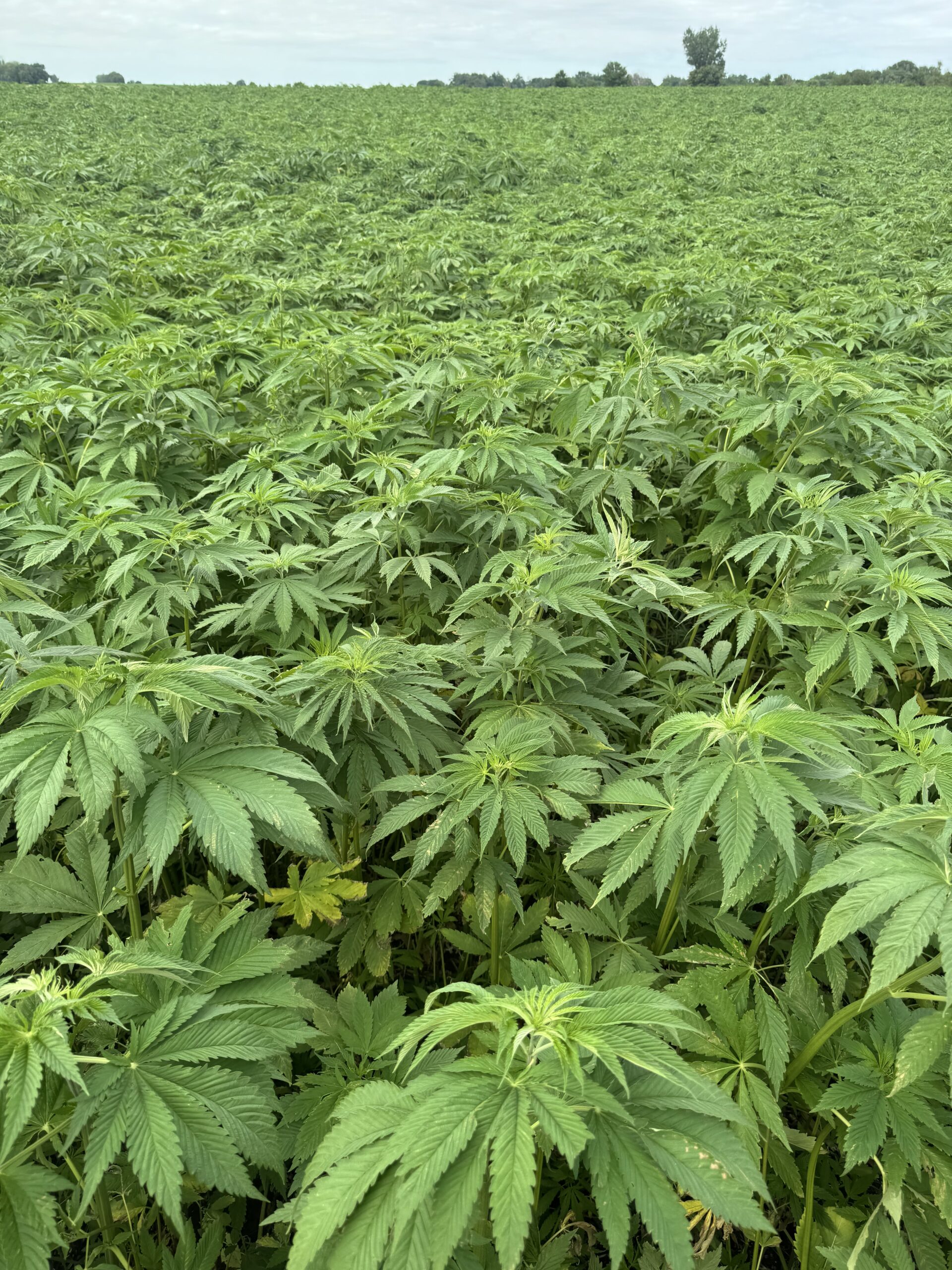 HempAgra hemp materials
