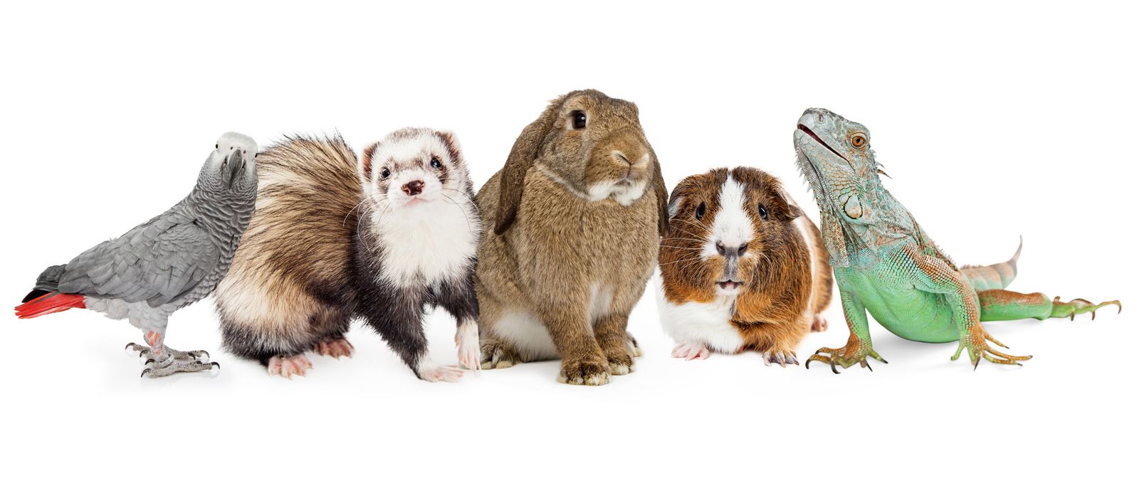 A parrot, ferret, rabbit, guinea pig and iguana side by side